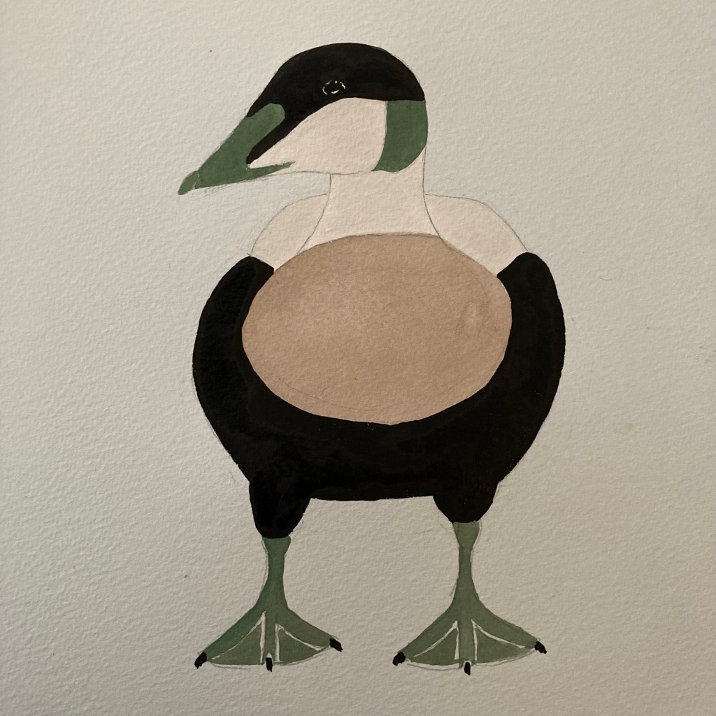 Standing Eider drake painted in gouache