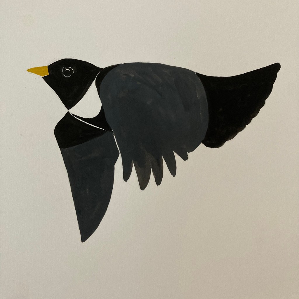 Flying Ring Ouzel painted in gouache