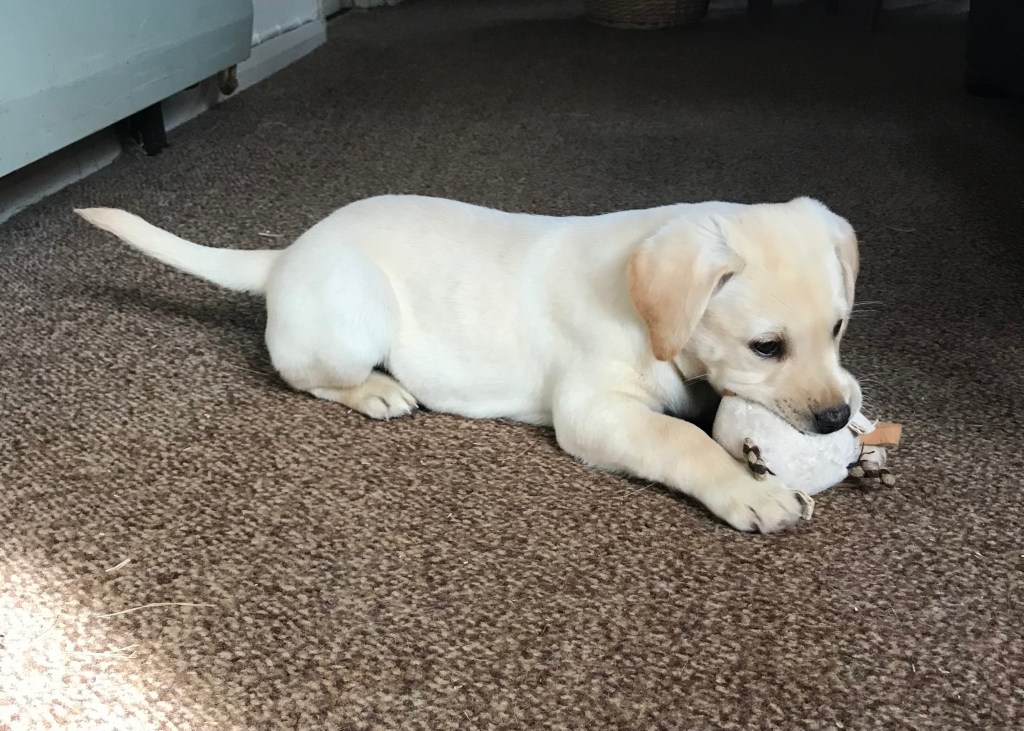yellow Labrador puppy holding a soft toy on a brown carpet