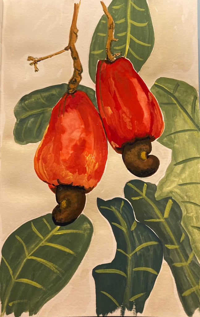 A painting of cashew fruits in gouache