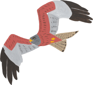 Flying Red Kite illustration 