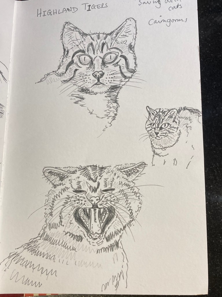 Three drawings of wildcats in grey pen