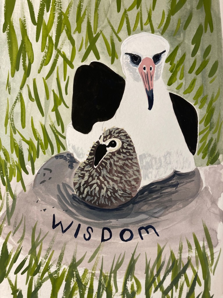 Gouache painting of a Laysan Albatross in her nest with a fluffy chick with grass behind.