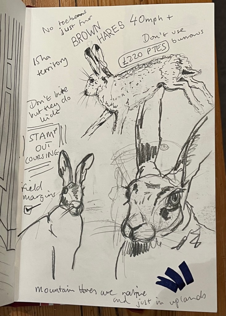 Pencil drawings of a brown hare