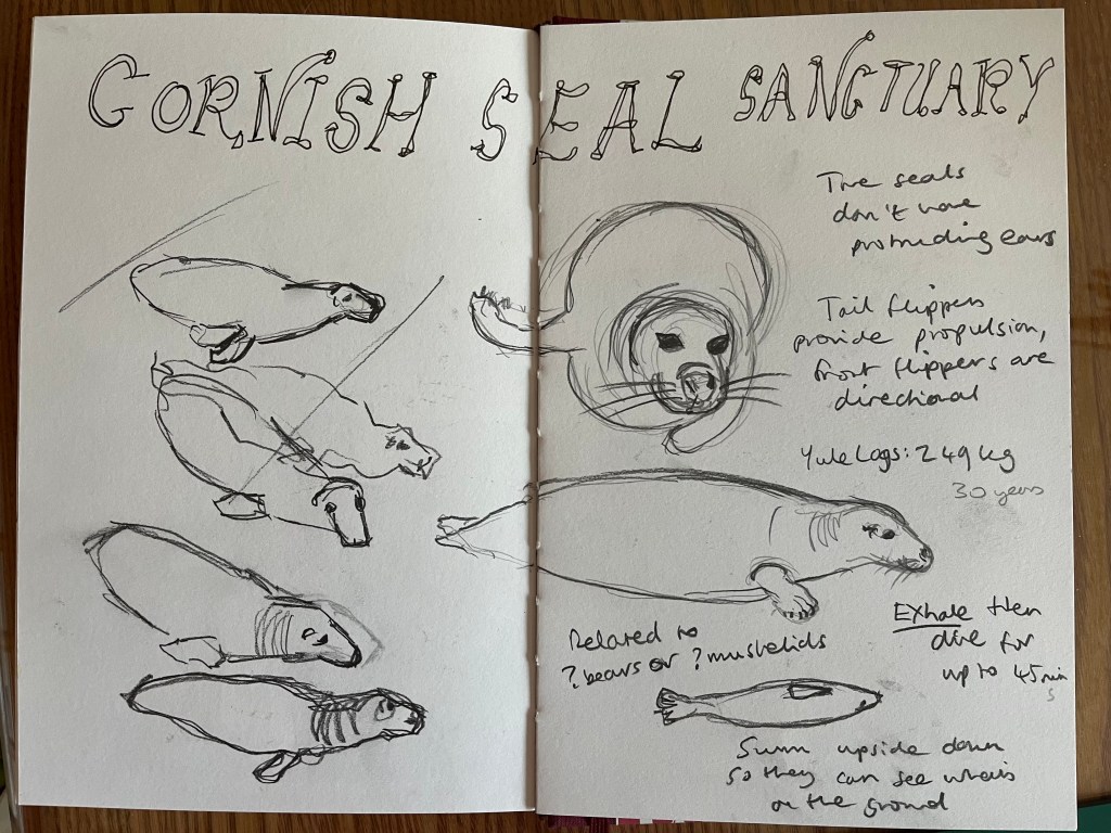 Sketchbook pages with pencil drawings of grey seals