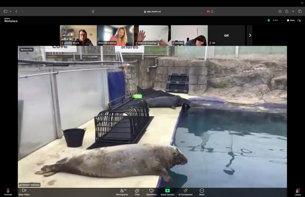 Screenshot of livestream event about seals 