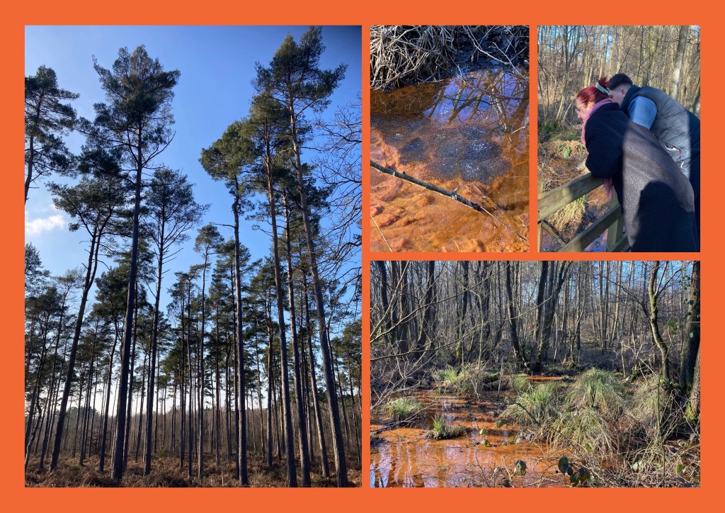 Gallery of pictures from a woodland walk