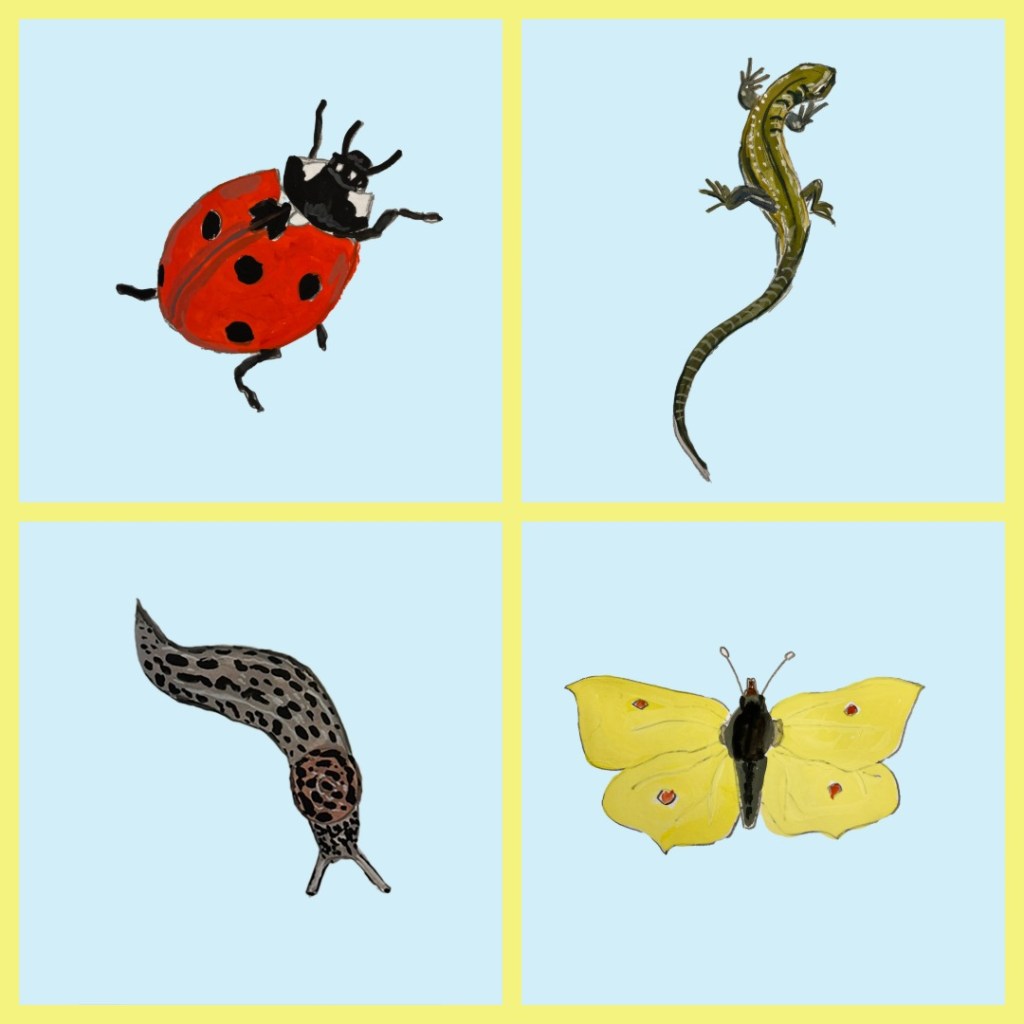 Illustrations of a ladybird, a common lizard. a brimstone butterfly and a leopard slug on a blue and yellow background