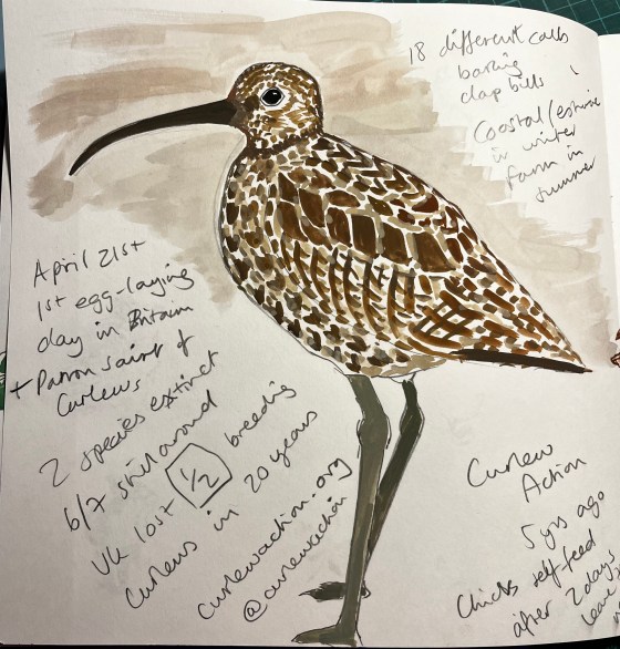 Gouache painting of a Curlew with notes