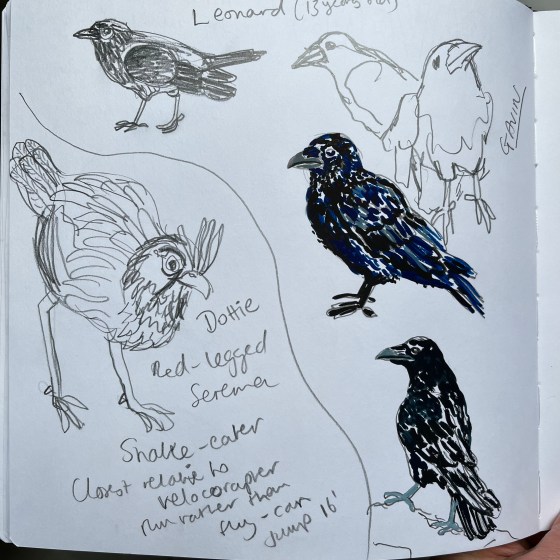 Sketchbook page with drawings of Ravens and a Red-legged Seriema