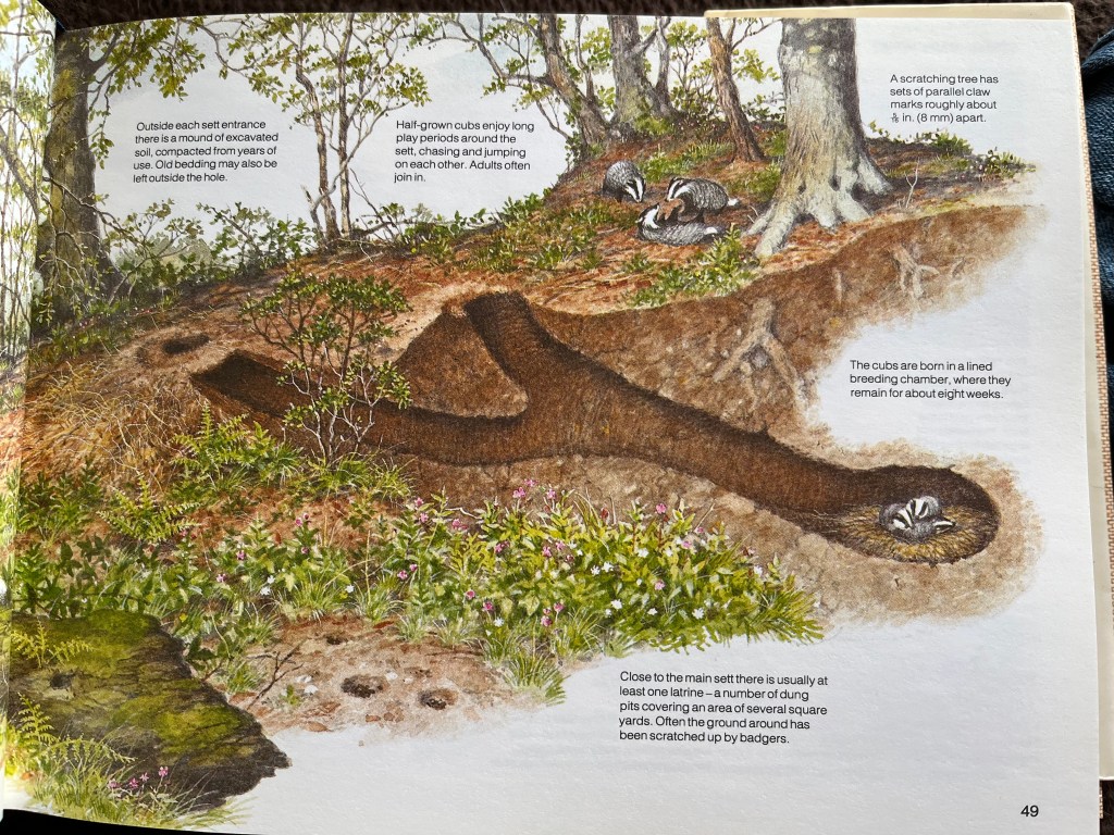 Photo of a page from the Reader's Digest Field Guide to the Animals of Britain