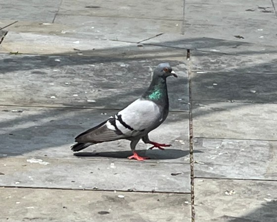 Feral Pigeon walking across pavement