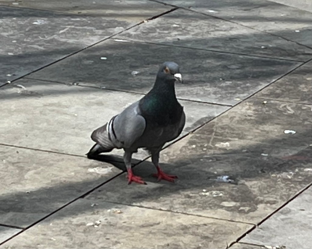 Feral Pigoen on pavement.