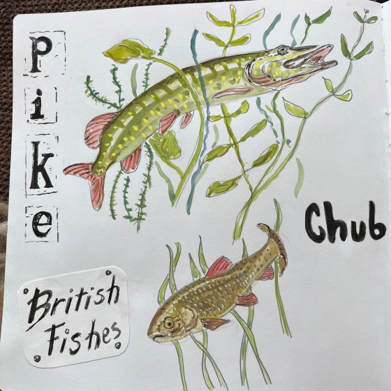 painting of a pike and a chub in gouache