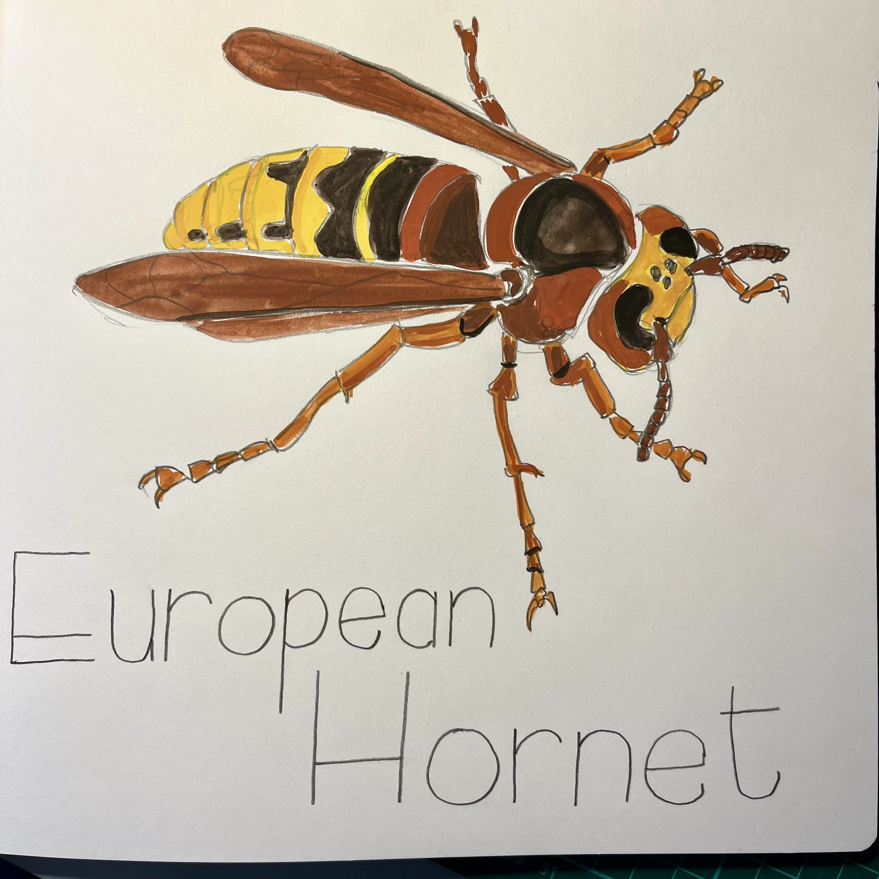 Illustration of a European hornet