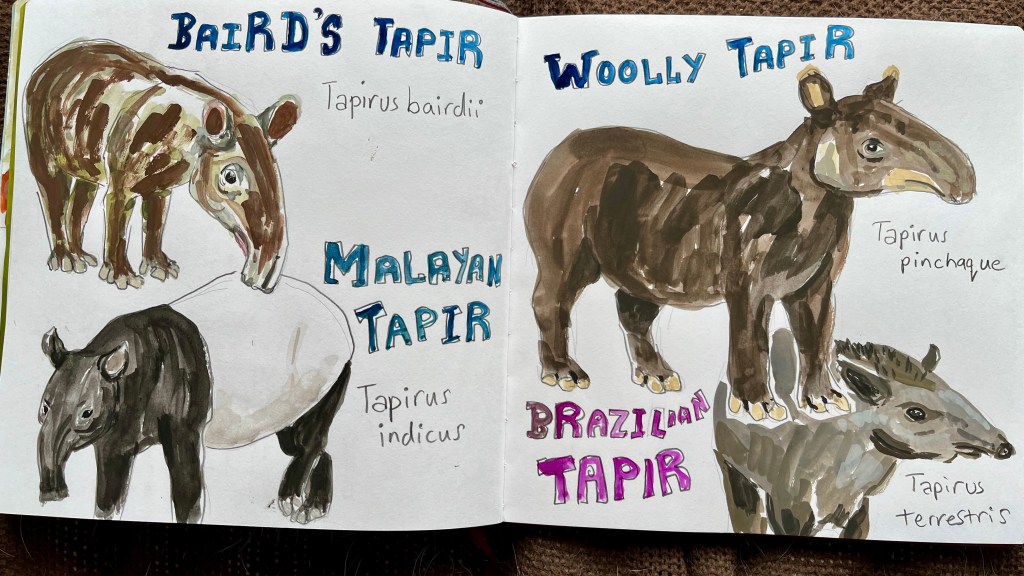 Double page spread of the 4 tapir species, painted in gouache