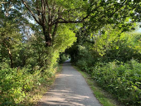 view of a shady track with trees either side