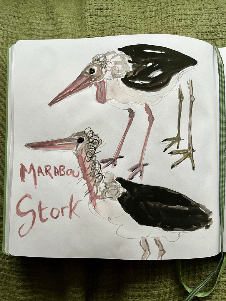 Sketchbook painting of a Marabou Stork
