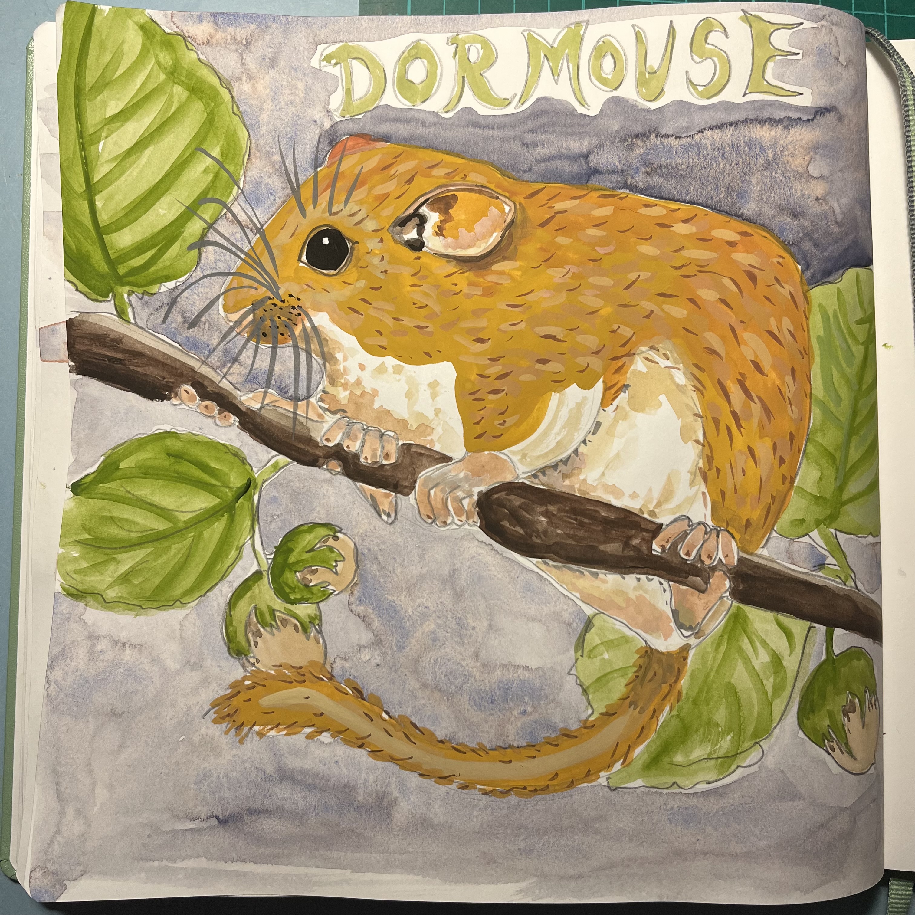 sketchbook illustration of dormouse