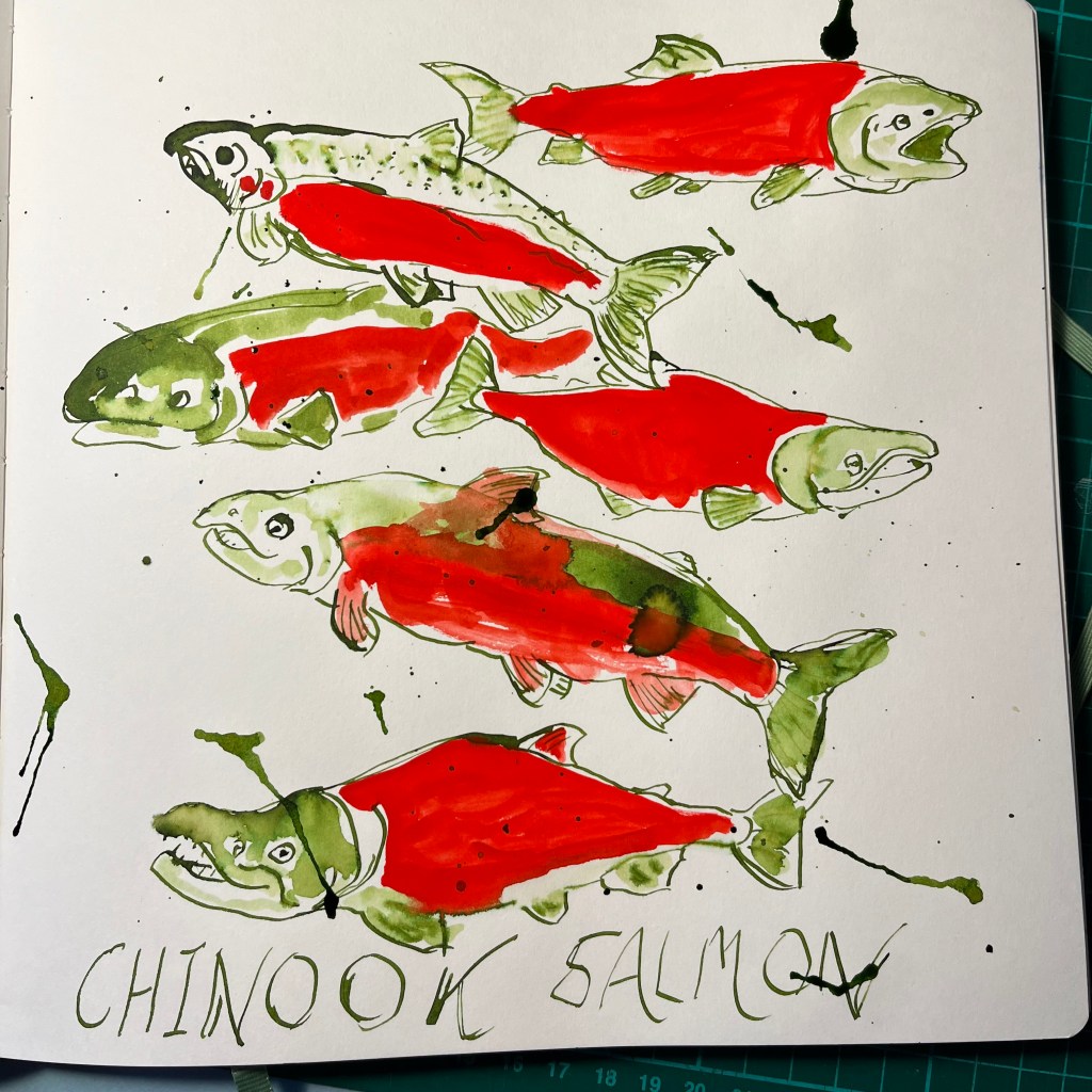 Ink and paint drawings of salmon