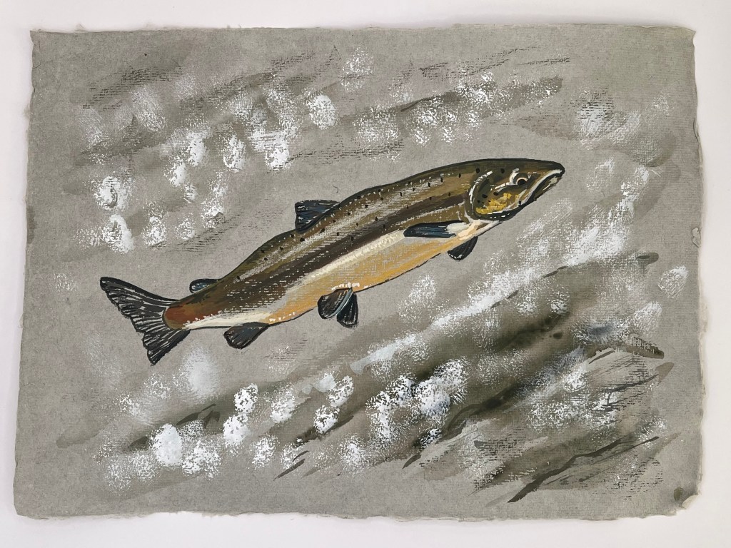 Atlantic salmon  gouache painting