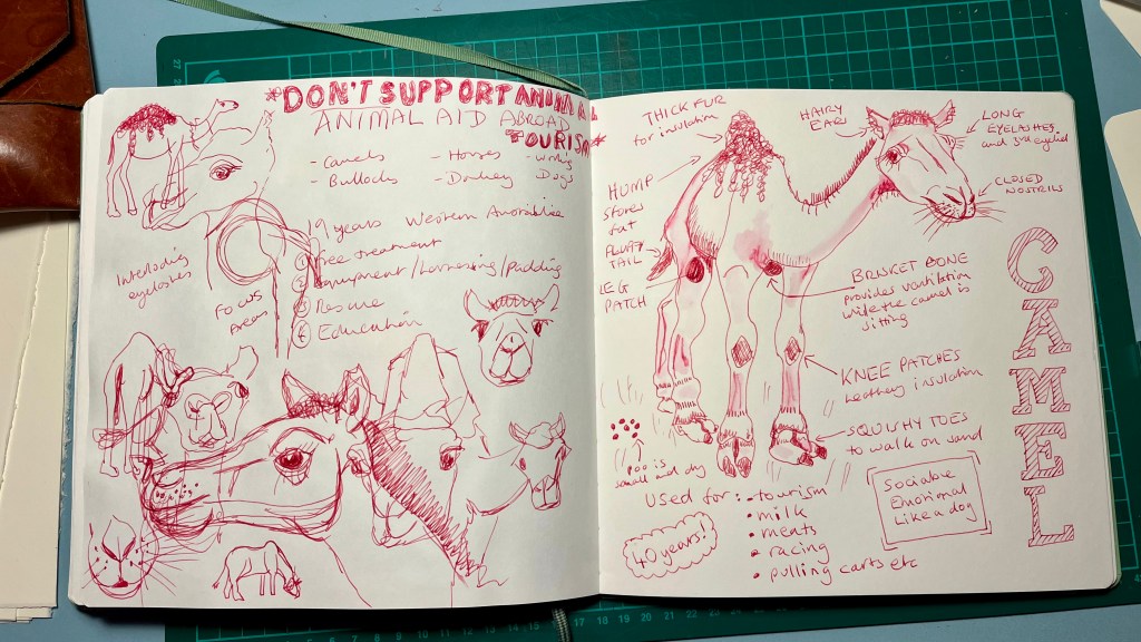 Sketchbook drawings of camels in pink ink using an Ellington fountain pen https://www.ellingtonpens.com?sca_ref=9935757.Km7cD9MLyO