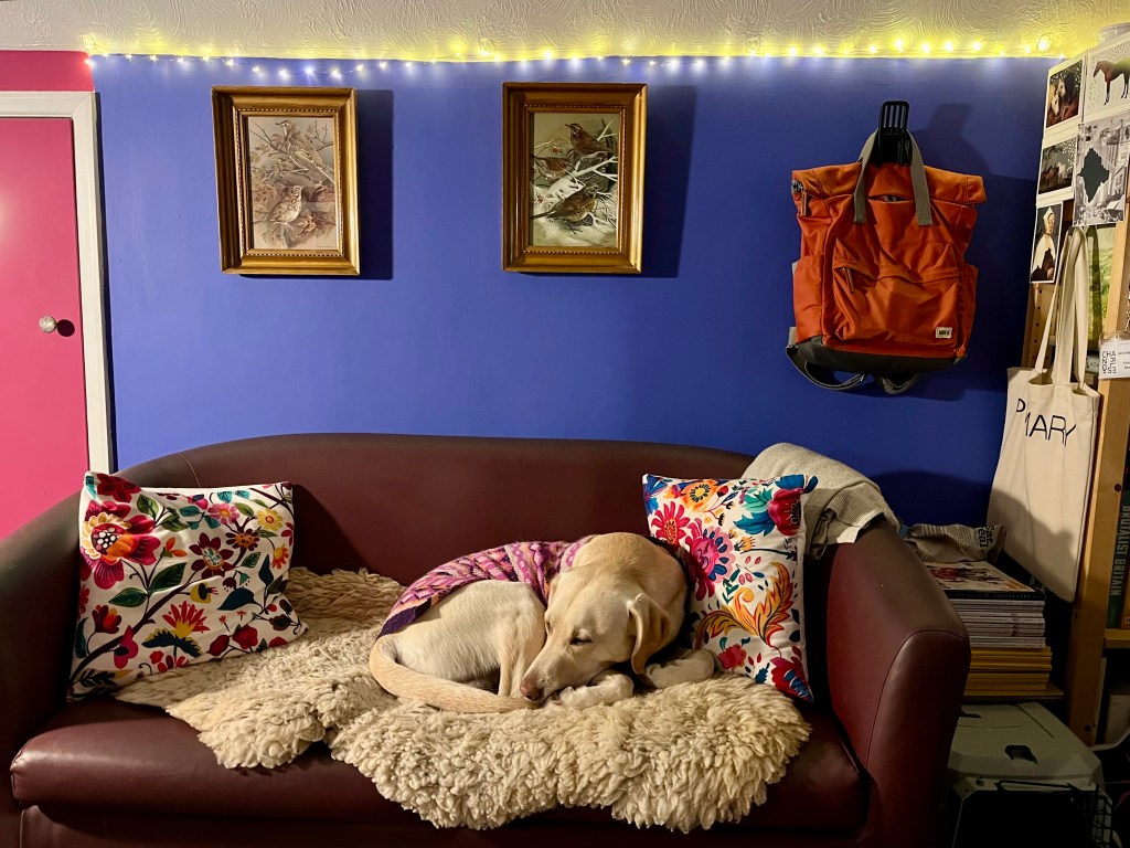 photo of a room with a dog on the sofa and paintings behind
