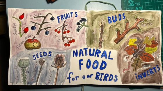 Sketchbook pages showing natural sources of food for overwintering birds