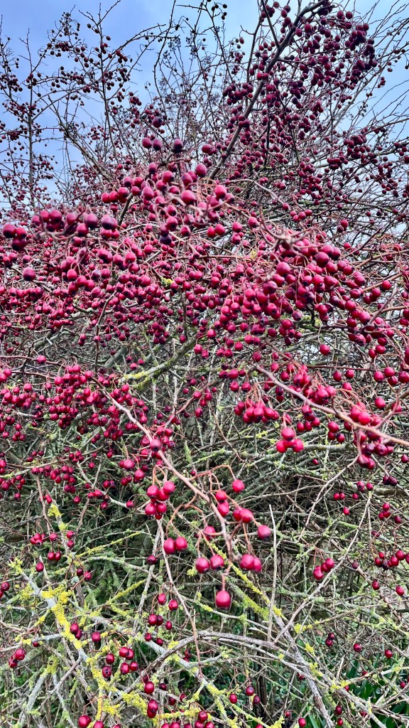 Hawthorn berries in a hedgerow