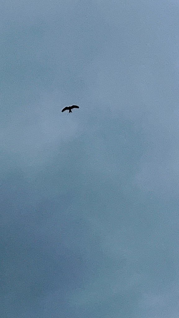 Red Kite silhouette with a cloudy sky behind