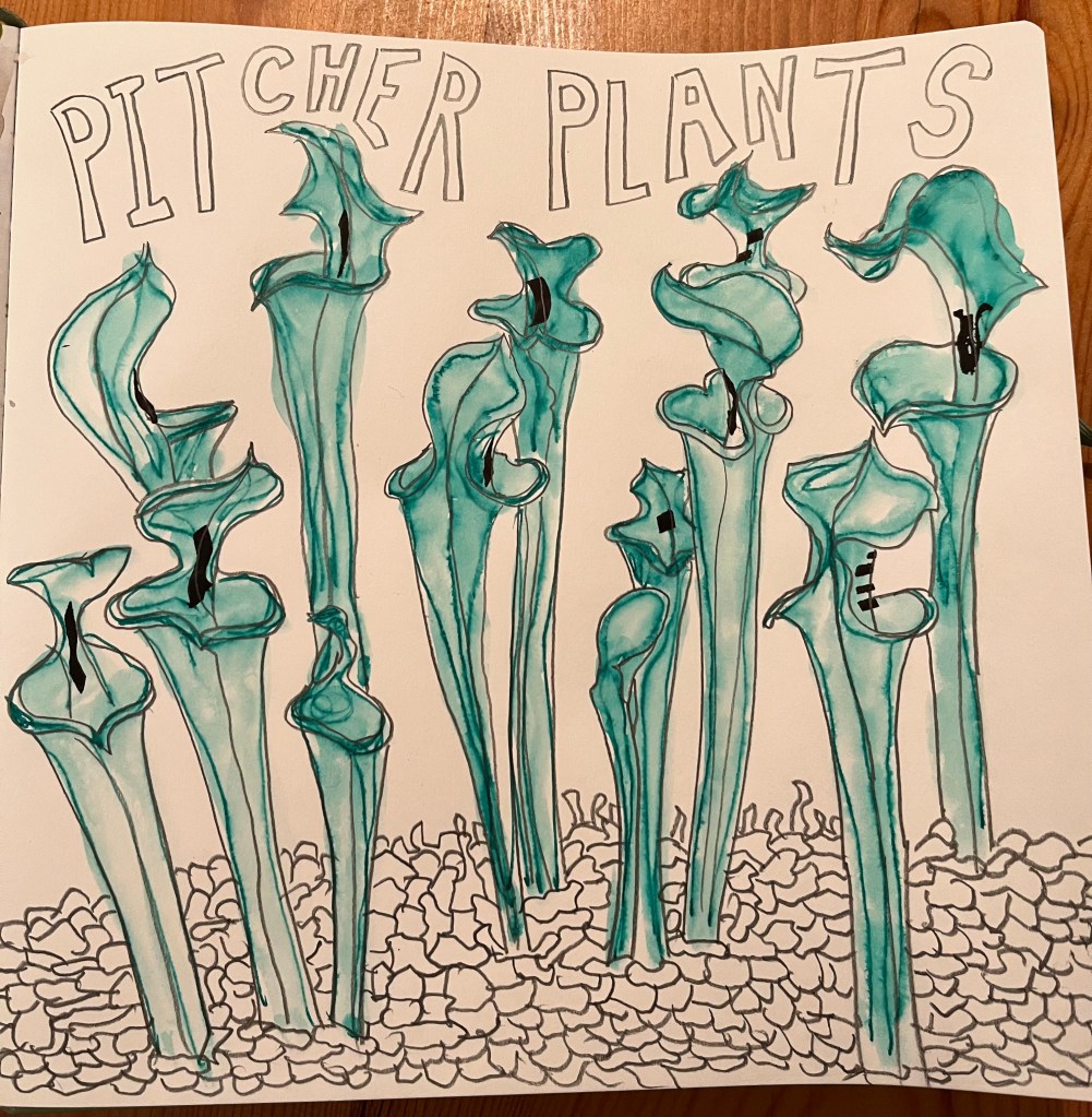 pencil and ink drawing of pitcher plants