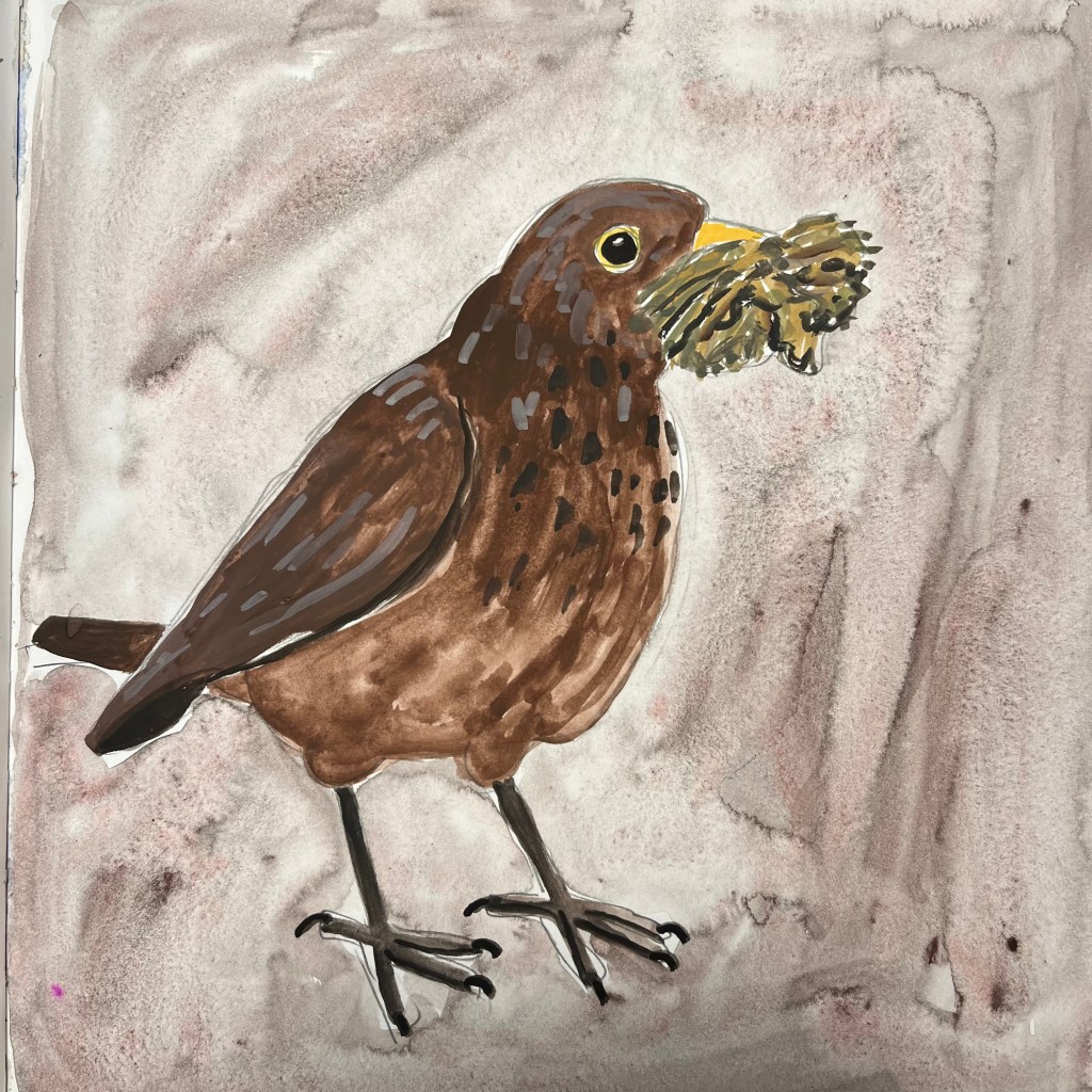 Gouache painting of a female Blackbird with a beak full of nesting material