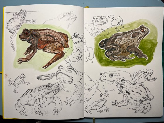 sketchbook pages of common toad drawings