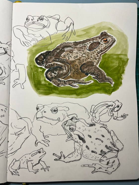 Painting of a female common toad with pencil drawings around