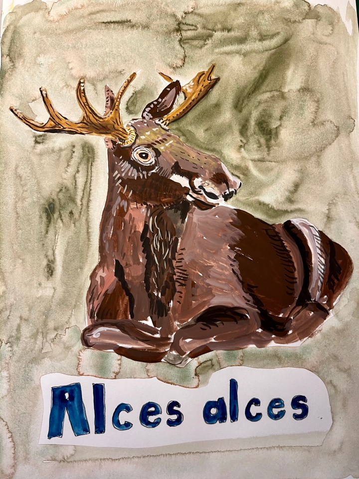 Is it a moose or an elk?