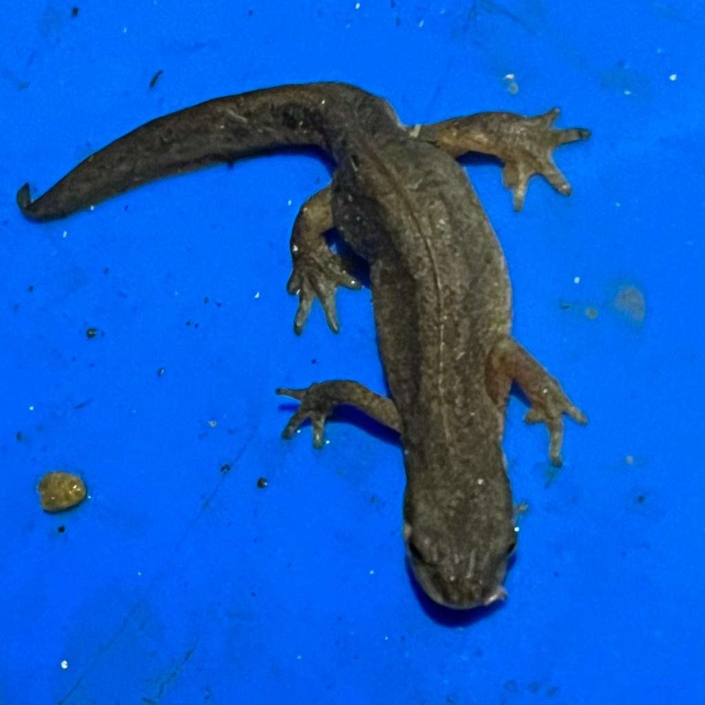 Smooth newt with a blue background