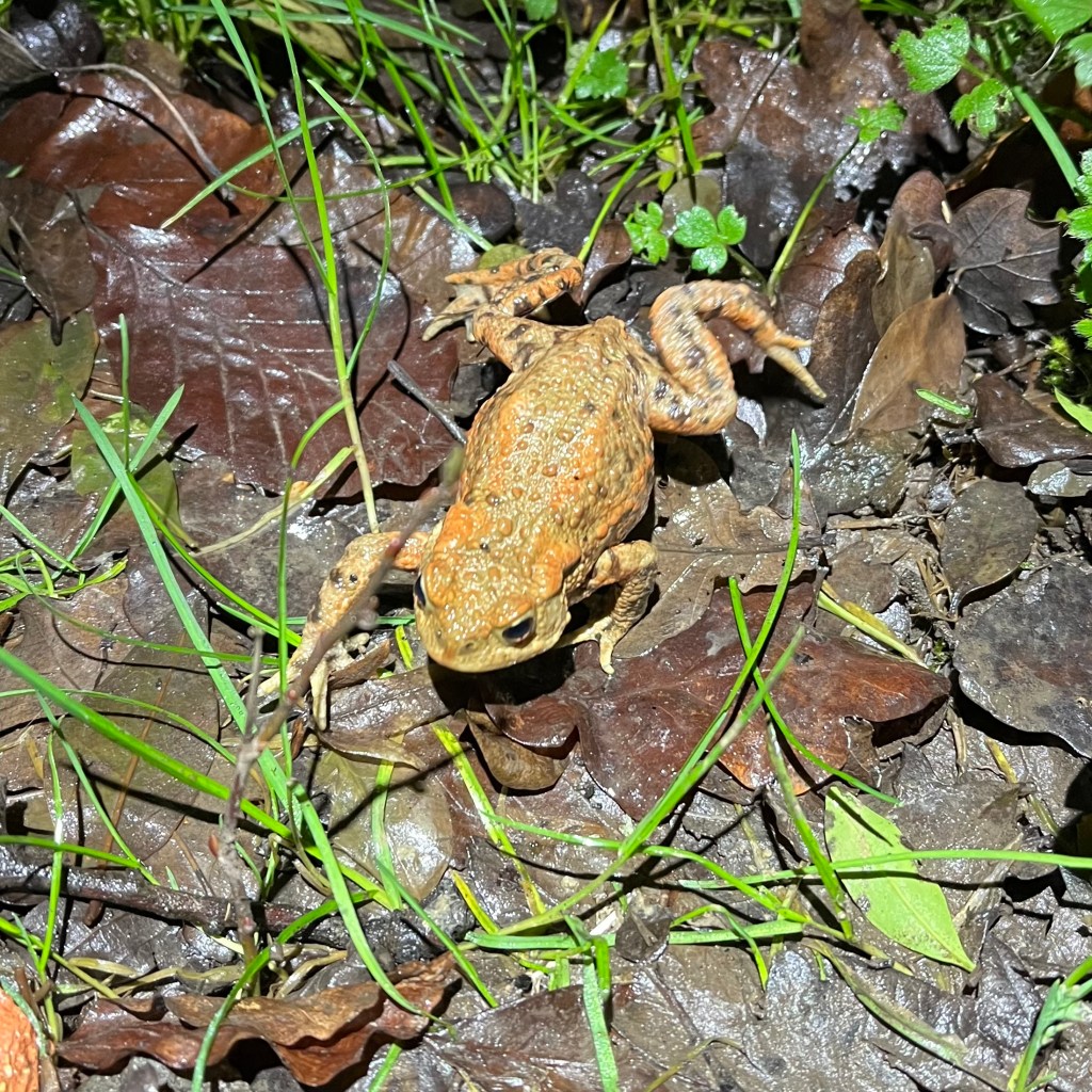 Female toad walking over leaf litter