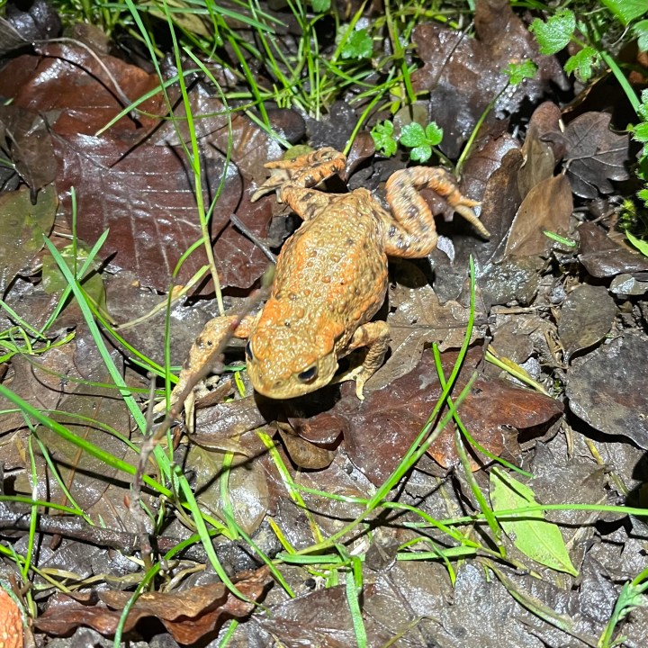 Toad Patrol Update