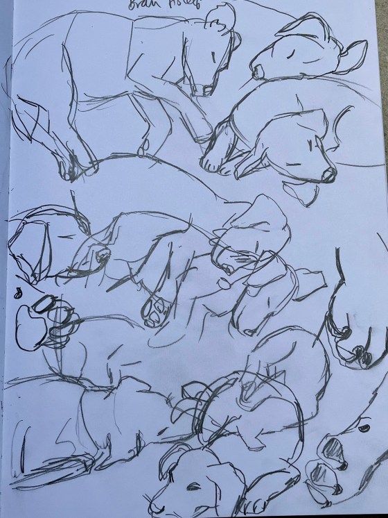 sketches of a sleeping puppy