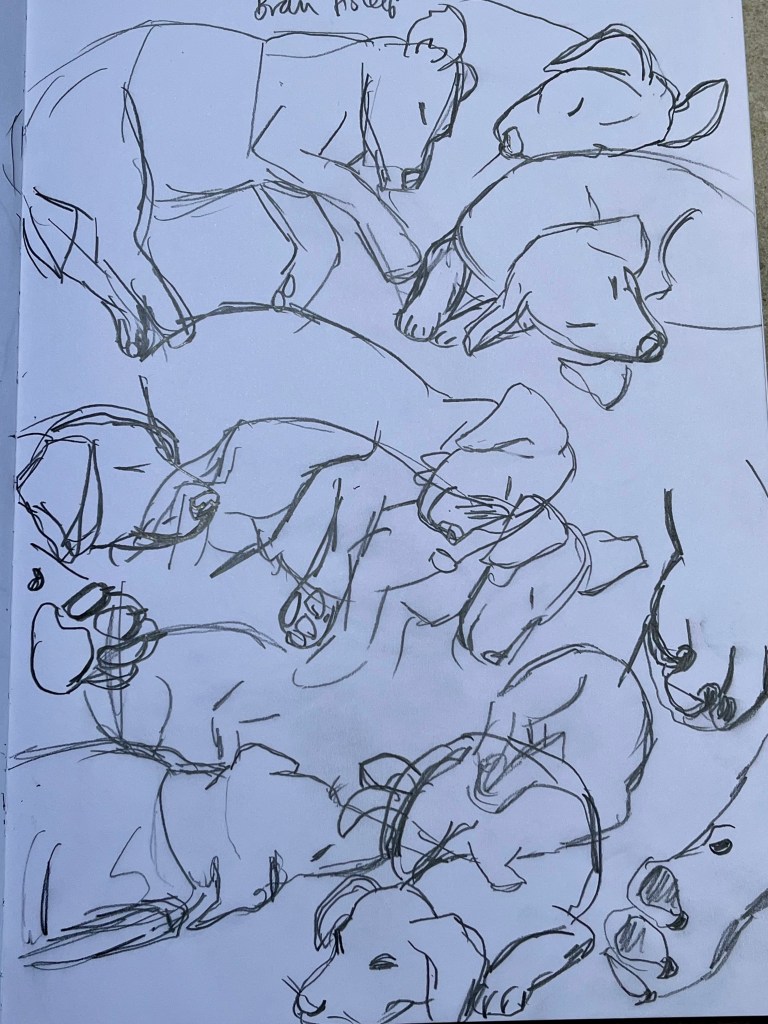 Sketches of a puppy