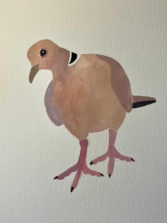 Collared Dove illustration