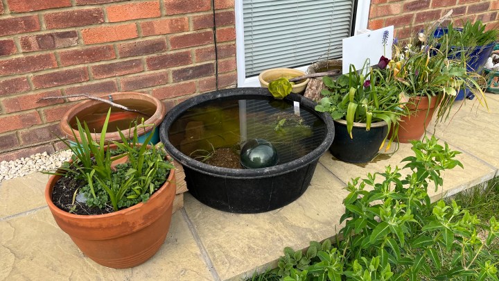 Revamping my pond