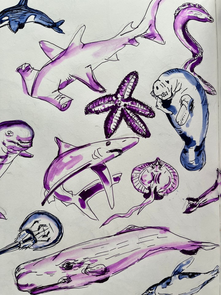 Drawing sea creatures