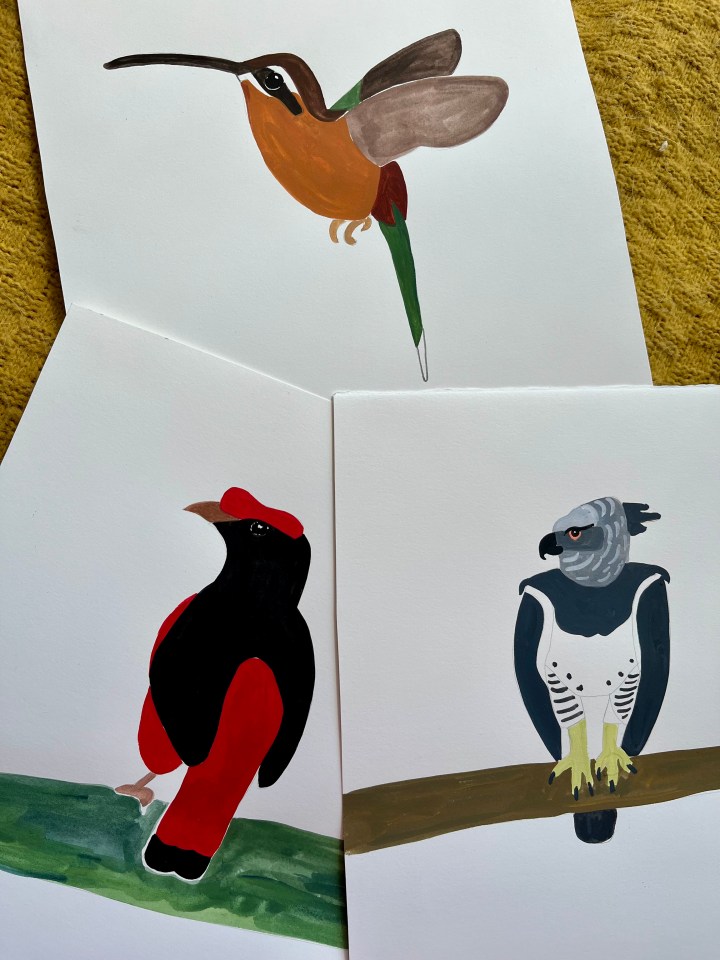 Bird illustrations & new&nbsp;sketchbooks