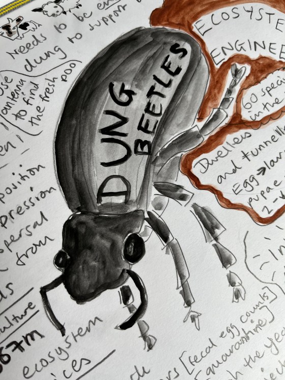 drawing of a dung beetle from a graphic recording