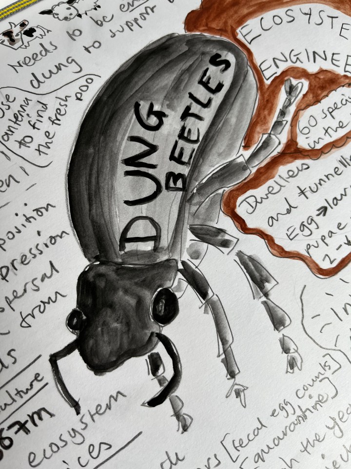 Dung beetles