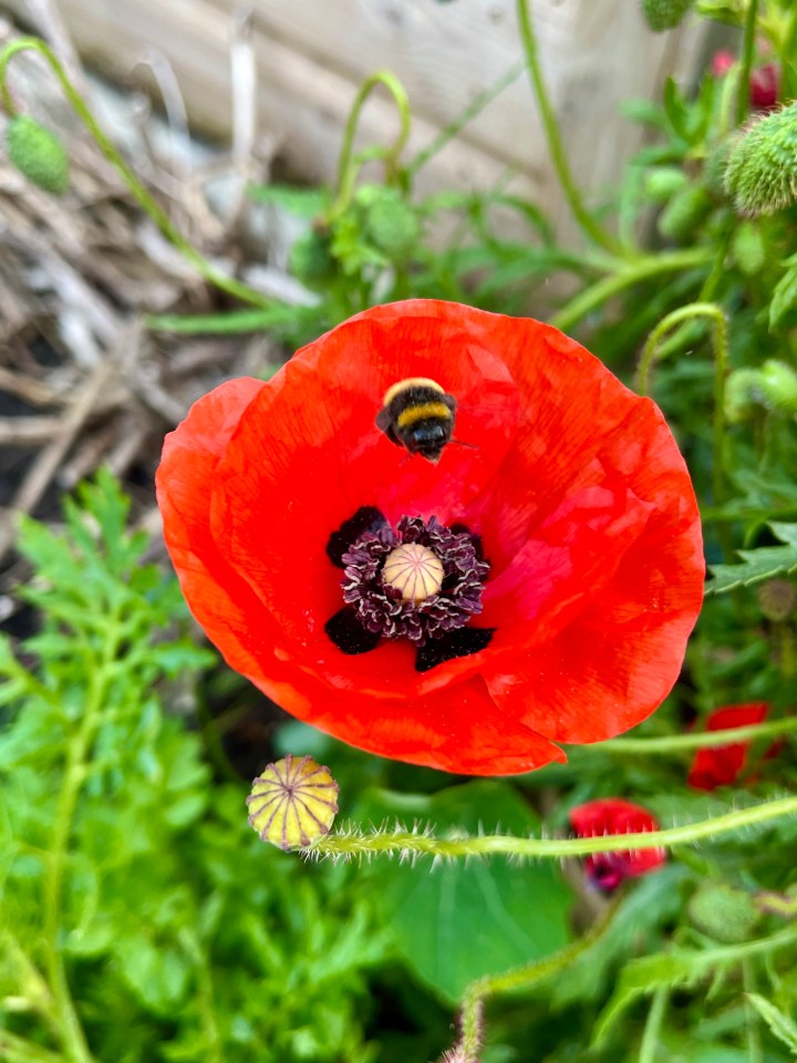 Helping wildlife in a heatwave
