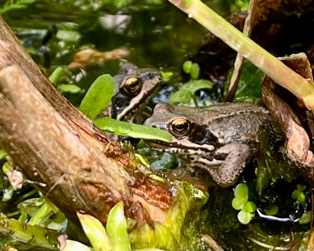 Two frogs in a pond