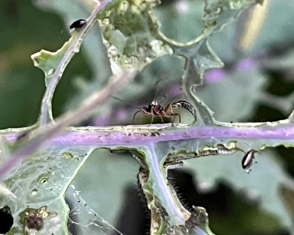Parasitic wasp and caterpillars